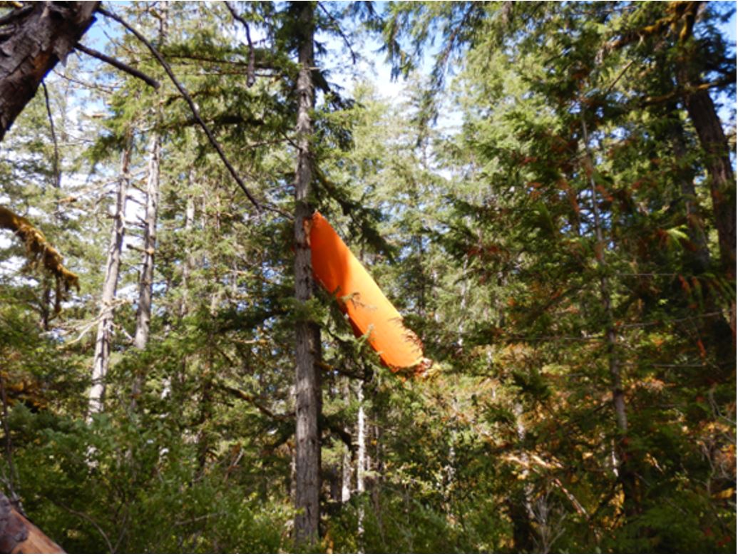 Occurrence aircraft’s right wing lodged in a tree (Source: RCMP)